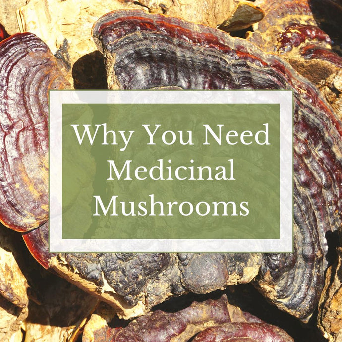 Why You Need Medicinal Mushrooms